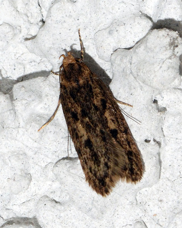 Hofmannophila pseudospretella (Oecophoridae)
